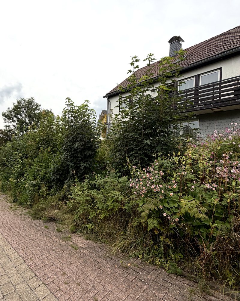 Zugewachsene Böschung mit hohen Sträuchern vor einem Wohnhaus