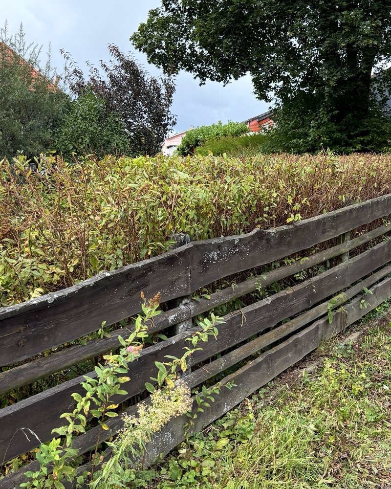 Hecke hinter Holzzaun gerade zurückgeschnitten