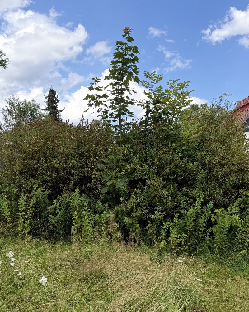 Hoch gewachsene, ungeformte Hecke mit Ahorn-Schössling